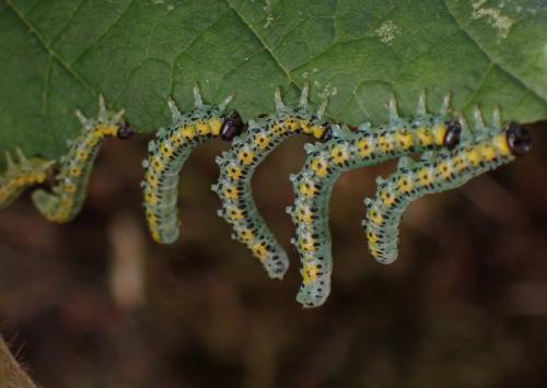Euura melanocephala
